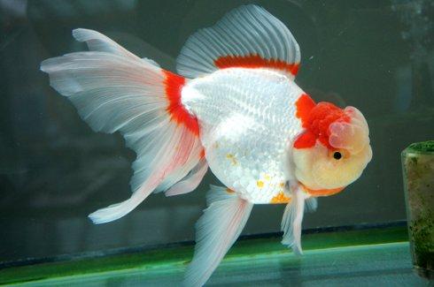 鎦金,注意事項(xiàng)