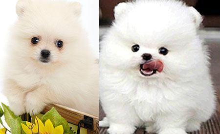 注意事項,博美犬