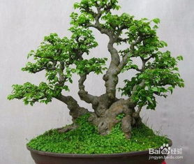 養(yǎng)殖,注意事項(xiàng),方法