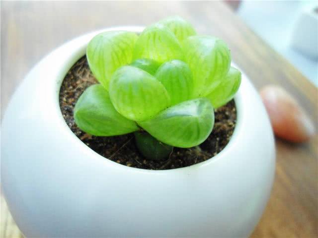 玉露播種注意事項(xiàng)