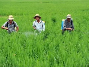 施用芐嘧磺隆注意事項