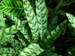 花葉竹芋的養(yǎng)殖方法和注意事項