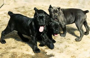 卡斯,注意事項(xiàng),羅修耳后