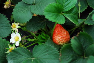 草莓苗澆水注意事項(xiàng),冬季草莓澆水注意事項(xiàng),盆栽草莓澆水注意事項(xiàng)