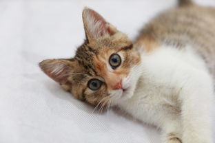 寵物貓飼養(yǎng)注意事項