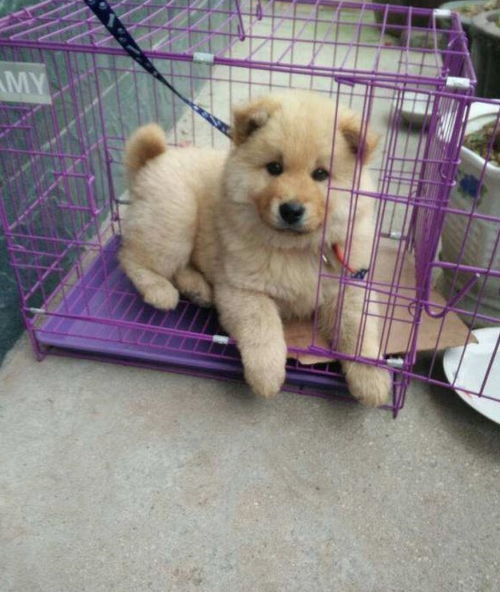 網(wǎng)上買(mǎi)狗空運(yùn)注意事項(xiàng)