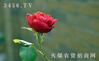 小玫瑰花冬天怎么養(yǎng)殖方法和注意事項(xiàng)