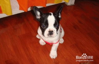 養(yǎng)殖,注意事項(xiàng),法牛犬