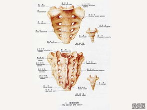 局部解剖的注意事項