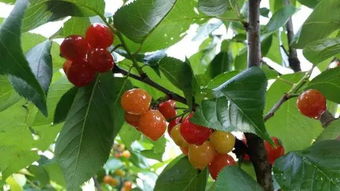 蒙自櫻桃采摘注意事項(xiàng)