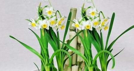 洋水仙的養(yǎng)殖方法和注意事項(xiàng),繡球花冬季的養(yǎng)殖方法和注意事項(xiàng),君子蘭冬季的養(yǎng)殖方法和注意事項(xiàng)