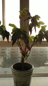 棕櫚樹(shù),修剪,注意事項(xiàng)