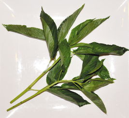 吃麻葉注意事項(xiàng)