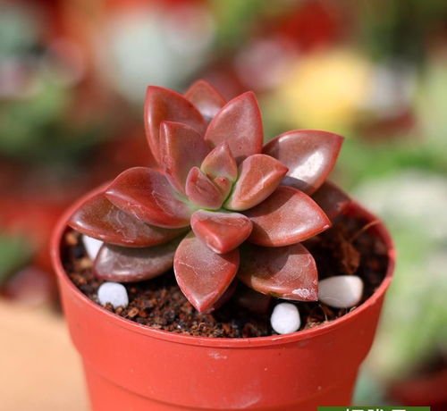 繁殖,注意事項,方法