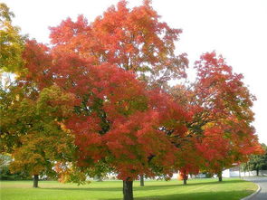 楓樹裸根出口注意事項