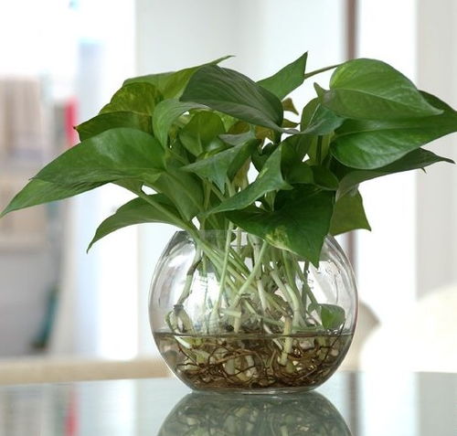 綠蘿水培方法和注意事項(xiàng),綠蘿的水培方法和注意事項(xiàng)用什么水好,水培綠蘿的注意事項(xiàng)