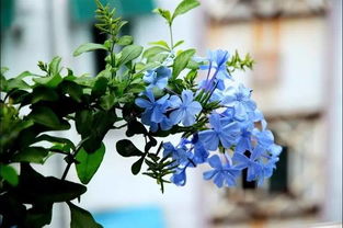 藍(lán)雪花的養(yǎng)殖方法和注意事項(xiàng)