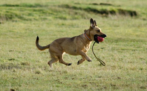 狗預(yù)防疫苗注意事項(xiàng)