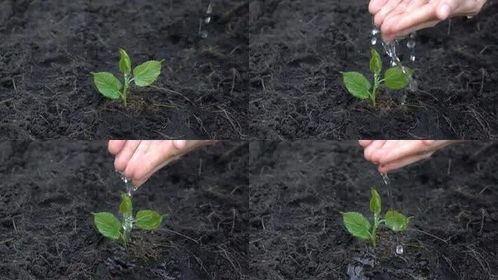 使用花根球注意事項