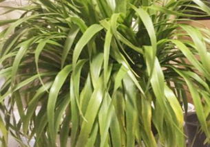 金邊龍血樹的養(yǎng)殖方法和注意事項(xiàng),龍血樹的養(yǎng)殖方法和注意事項(xiàng),海南龍血樹的養(yǎng)殖方法和注意事項(xiàng)