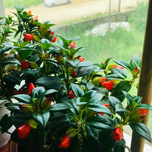 吊蘭,開花,注意事項(xiàng)