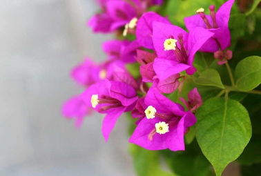 花盆,養(yǎng)殖,注意事項(xiàng),方法