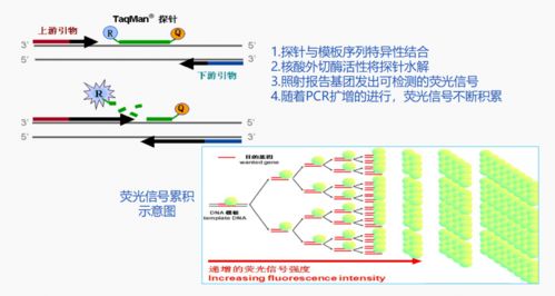 注意事項,檢測,pcr