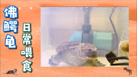佛鱷注意事項