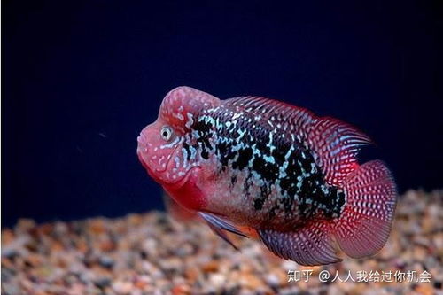 羅漢魚怎么養(yǎng)注意事項(xiàng)