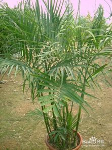 夏威夷竹子的養(yǎng)殖方法和注意事項(xiàng),夏威夷竹子養(yǎng)殖方法和注意事項(xiàng),冬天夏威夷竹子的養(yǎng)殖方法和注意事項(xiàng)