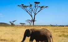 肯尼亞,自助游,注意事項