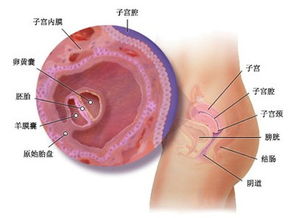 懷孕第一周飲食注意事項,懷孕第一個月注意事項,懷孕1一9月注意事項