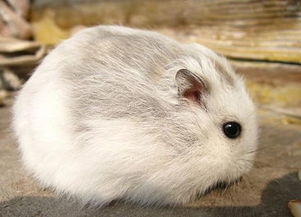 倉(cāng)鼠,潮濕,注意事項(xiàng),天氣