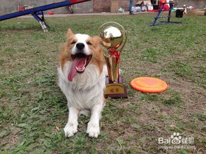 養(yǎng)狗狗的注意事項(xiàng),狗狗懷孕注意事項(xiàng),狗狗打完疫苗注意事項(xiàng)