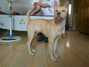 農(nóng)村養(yǎng)狗注意事項(xiàng)