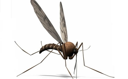 關(guān)于酒店殺蟲注意事項