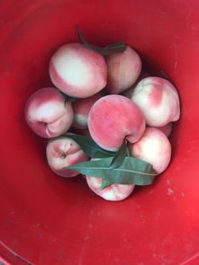 桃園,采摘,注意事項