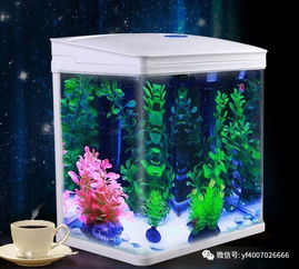 魚缸養(yǎng)魚注意事項(xiàng),魚缸養(yǎng)蝦注意事項(xiàng),魚缸放維生素c注意事項(xiàng)