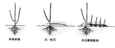壓條繁殖注意事項(xiàng)