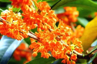 注意事項(xiàng),養(yǎng)植,金剛