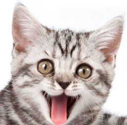 搬家貓咪注意事項