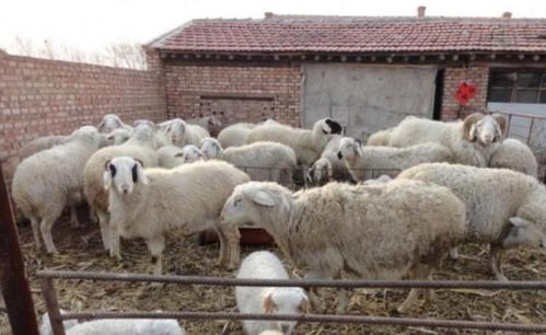 農村養(yǎng)羊注意事項