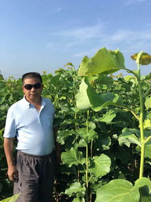 白玉蘭樹(shù)移栽注意事項(xiàng),白玉蘭大樹(shù)移栽注意事項(xiàng),月季移栽注意事項(xiàng)