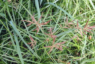 百壟通注意事項(xiàng)