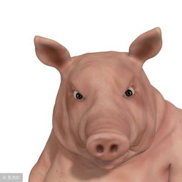 母豬懷孕中期注意事項