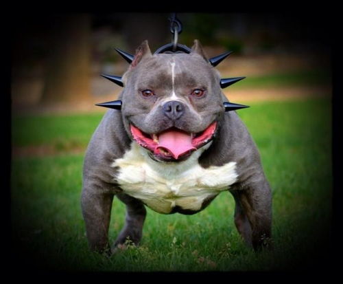 養(yǎng)惡霸狗注意事項