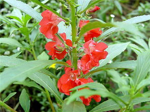 鳳仙花的養(yǎng)殖方法和注意事項有哪些,非洲鳳仙花的養(yǎng)殖方法和注意事項,重瓣鳳仙花的養(yǎng)殖方法和注意事項