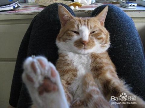 公貓絕育后注意事項(xiàng),貓絕育術(shù)后注意事項(xiàng),男性節(jié)育后注意事項(xiàng)