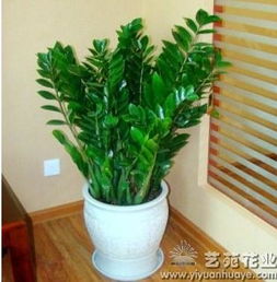 光照,注意事項,養(yǎng)花,室內(nèi)