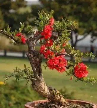 海棠花換盆注意事項(xiàng)